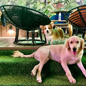 Rom Casa Vietnam